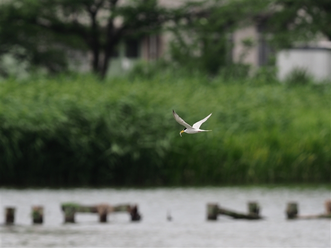 RAWTV,Little Tern